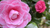 dabei gsi - Toskana mit Kamelienblüte - 2024 - image00020.png