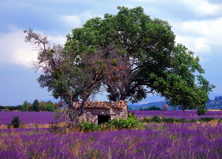 Provence.jpg