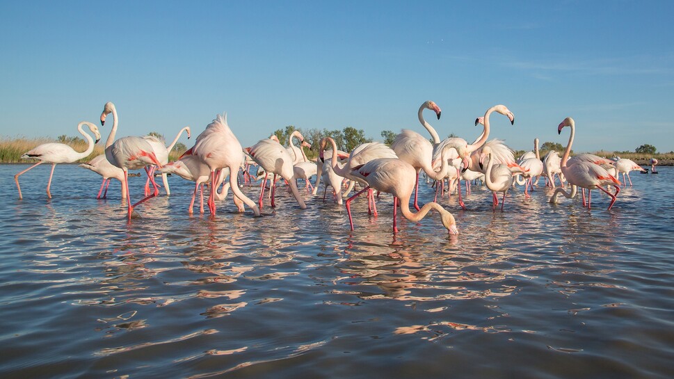 sh_france_camargue_Group of Greater flamingos_Phoenicopterus roseus klein.jpg