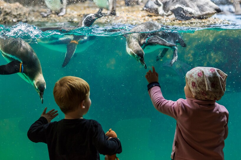 Zoo Zürich, Enzo Franchini.jpg