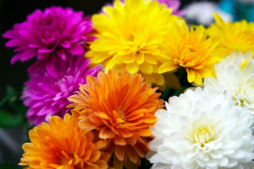 chrysanthemums-6661564_1280.jpg