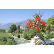 Flowers Meran.jpg