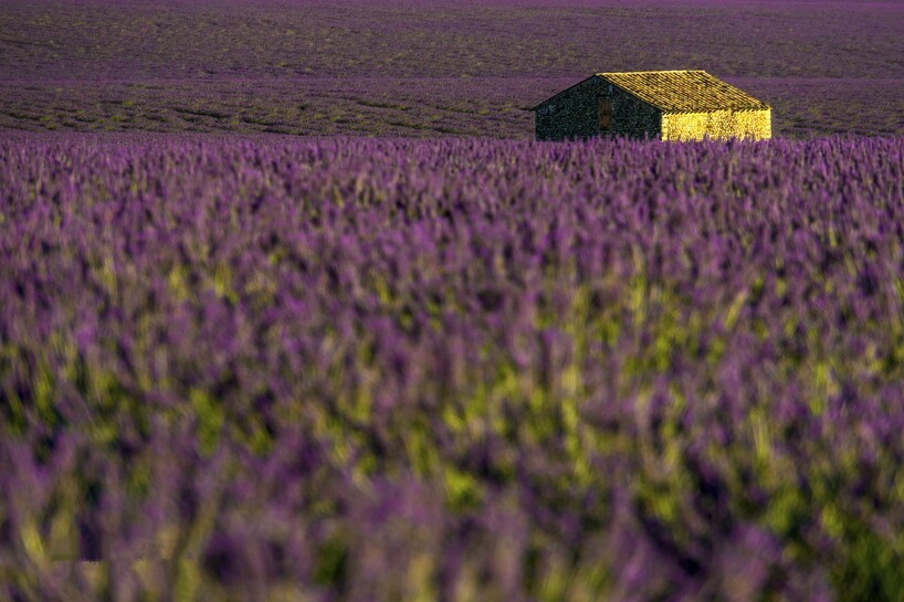 lavenders-6544284_1280.jpg