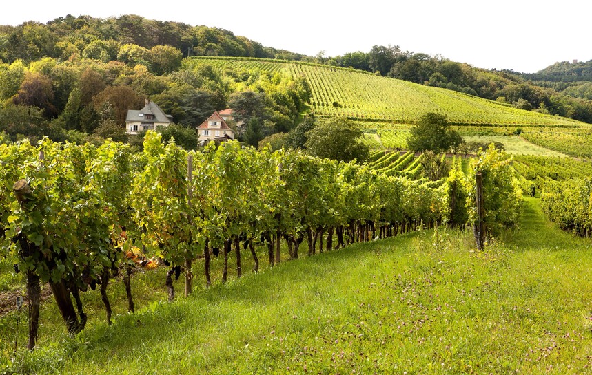 sh_elsass Wine hills and vineyards in the Alsace region in France.jpg