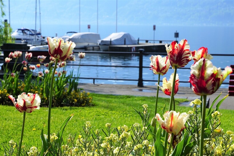 04_LagoMaggiore_Locarno_tulipani_pixabay.jpg