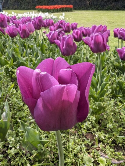 Tulpenblüte Gardasee (2).jpg