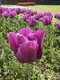 Tulpenblüte Gardasee (2).jpg