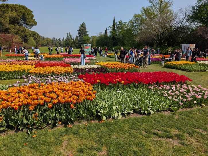 Tulpenblüte Gardasee (4).jpg