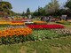 Tulpenblüte Gardasee (4).jpg