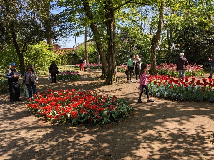 Tulpenblüte Gardasee.jpg