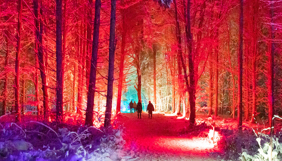 Winterleuchten_Lichterwald1.jpg