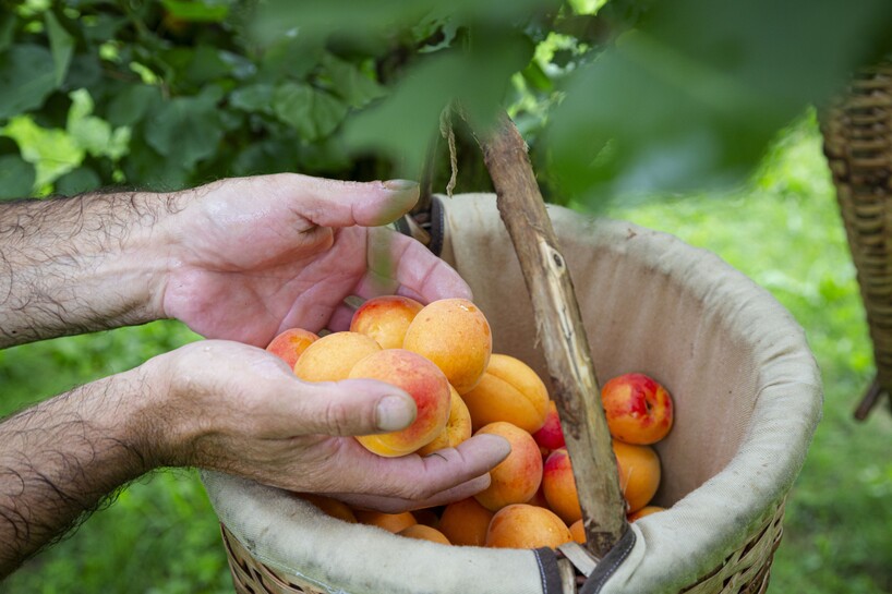 BE_Marillenernte.jpg