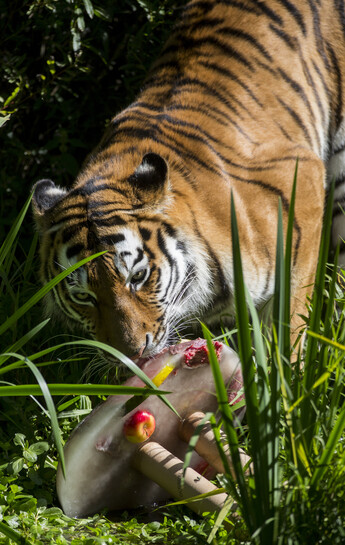 Sibirischer Tiger_Hellabrunn_2016_Marc Mueller.jpg