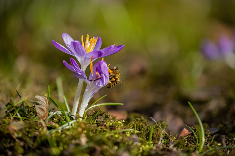 Biene_Hellabrunn_2022_Maria Fencik (2).jpg