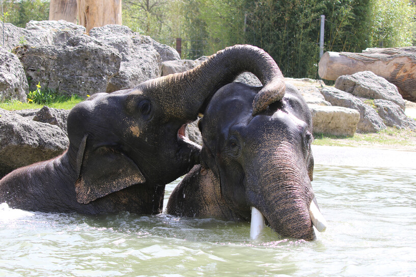 Elefanten beim Baden_Hellabrunn_2019_Marco Wetzel.JPG