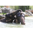 Elefanten beim Baden_Hellabrunn_2019_Marco Wetzel.JPG