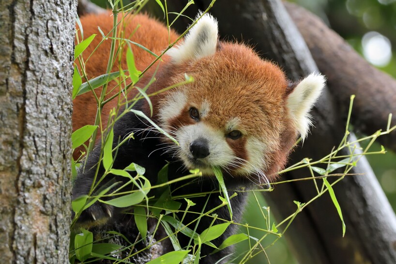 Roter Panda_Hellabrunn_2020_Gemma Borrell (1).jpg