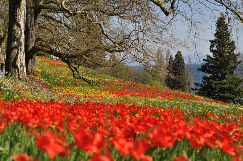 fruehlingsallee-vko.jpg fruehlingsallee-vko.jpg