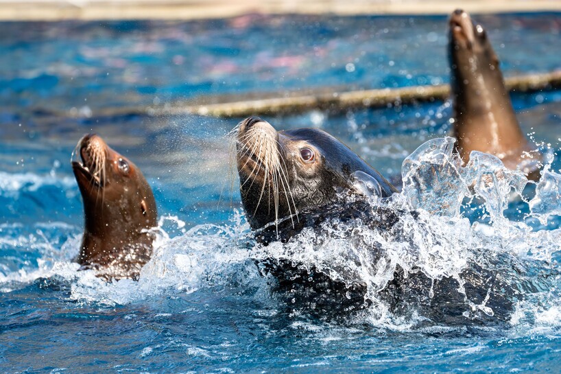 2025-02 Seelöwe_Meierjohann.jpg