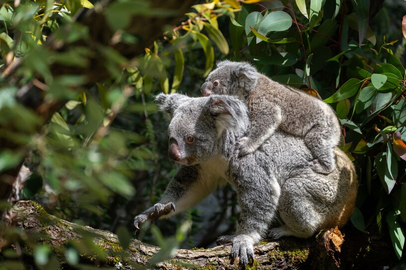 20250514 Koala mit Nachwuchs_Meierjohann (4).jpg