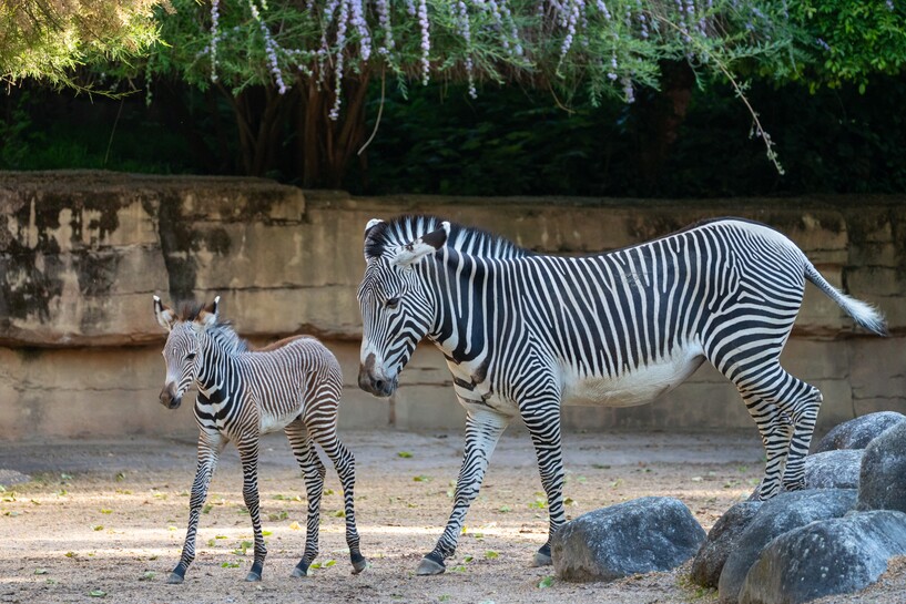 20250526 Grevyzebra Nachwuchs_Meierjohann (2).jpg