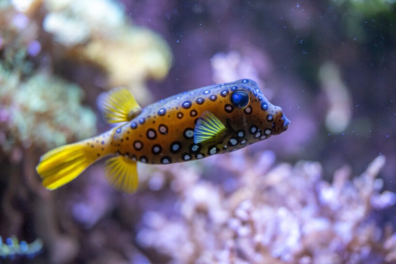 20250709 Gelber Kofferfisch_Meierjohann (3).jpg