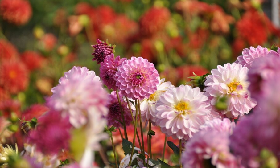 © Insel Mainau _ Marketing (3).jpg