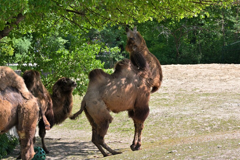 2025-05-02_Trampeltier_Birgit_Mohr .jpg